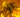 16-Million-Year-Old Ant Preserved in Amber Shines Light on Evolutionary History