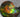 Keio University Scientists Decode the Secret Behind Ammolite’s Dazzling Colors