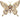 Smithsonian Butterfly Highlights Rare Natural Pearls From the Sea of Cortez